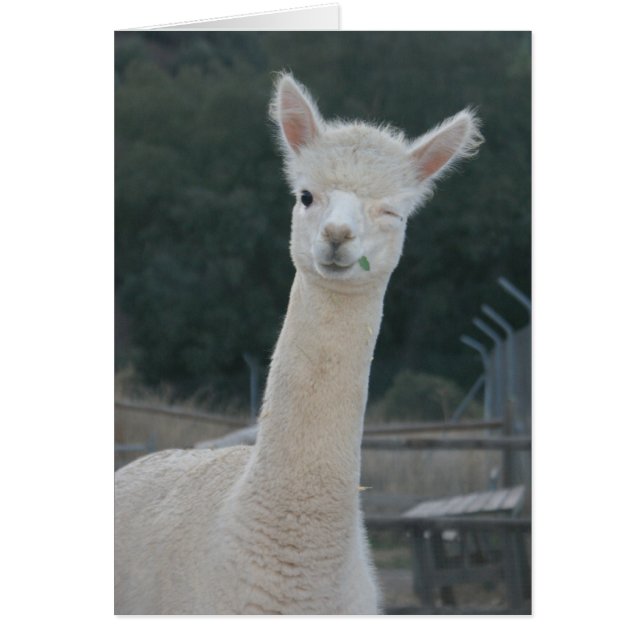 Cartão Rafa (Frente)