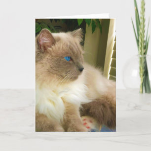 Cartão Ragdoll Cat