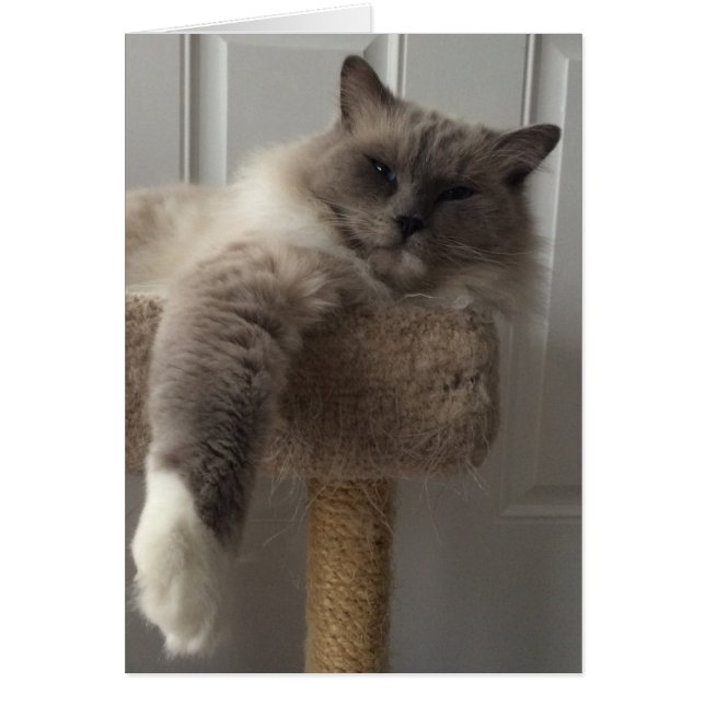 Cartão Ragdoll Cat (Frente)