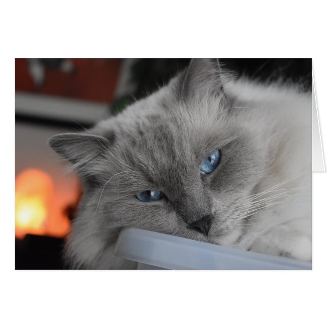 Cartão Ragdoll Cat (Frente Horizontal)