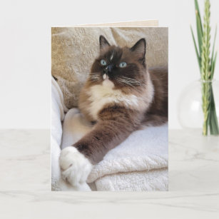 Cartão Ragdoll Cat Birthday