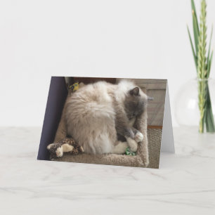 Cartão Ragdoll Cat Greeting Card