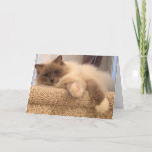 Cartão Ragdoll Cat Greeting Card