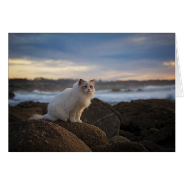 Cartão Ragdoll Cat Na Praia (Frente Horizontal)