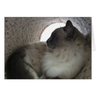 Cartão Ragdoll Cat Profile, Card