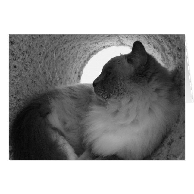 Cartão Ragdoll Cat Profile - Noir, card (Frente Horizontal)