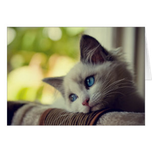 Cartão Ragdoll Kitten