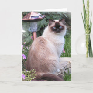 Cartão ragdoll Portrait Cards