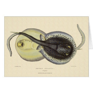 Cartão Raias Pontilhadas, Animais Marinhos Vintage Oceano