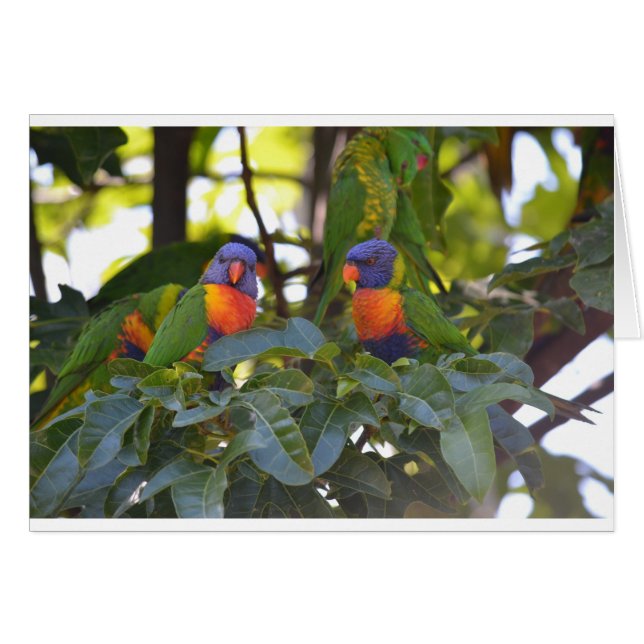 Cartão Rainbow Lorikeets (Frente Horizontal)