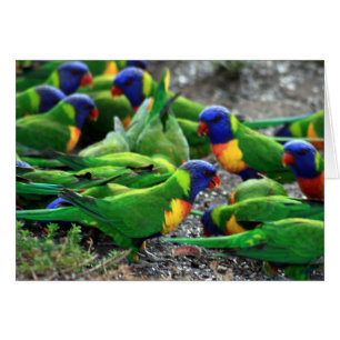 Cartão Rainbow Lorikeets australiano