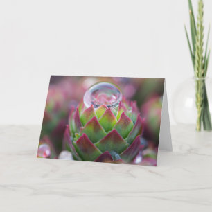 Cartão Raindrop on Succulent