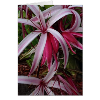Cartão Rainha Emma, Roxo Crinum Lily