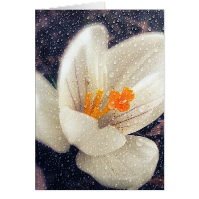 Cartão Rainy Day Crocus Flower (Frente)