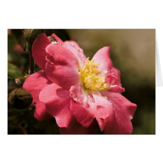 Cartão Rainy Day Rosa