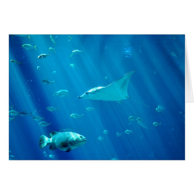 Cartão Raio de Sting de flutuação (Frente Horizontal)