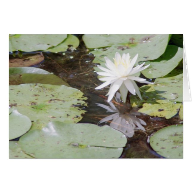 Cartão raios de captura (Frente Horizontal)