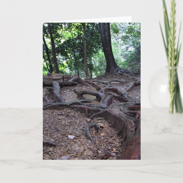 Cartão Raizes da árvore em Mt. Kurama (Frente)
