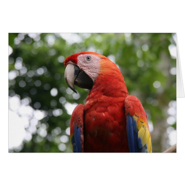 Cartão raja de arara-escarlate (Frente Horizontal)