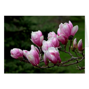 Cartão Ramificação da Magnolia