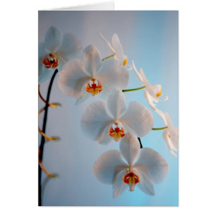 Cartão Ramo da orquídea