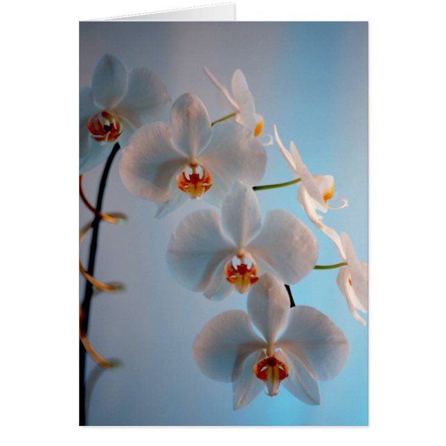 Cartão Ramo da orquídea (Frente)