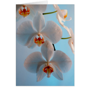 Cartão Ramo da orquídea