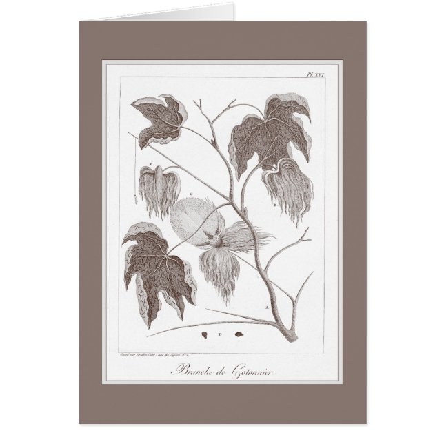 Cartão Ramo da planta de algodão - Enraving antigo bonito (Frente)