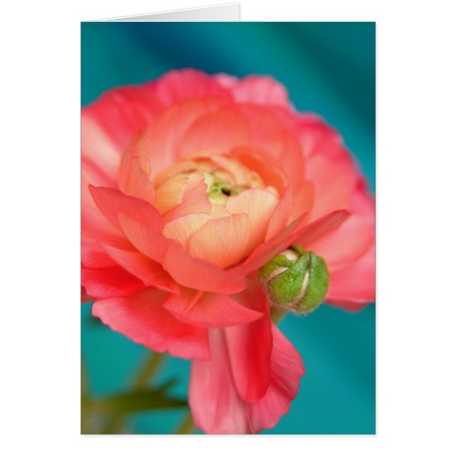 Cartão ranóculo com botão (Frente)