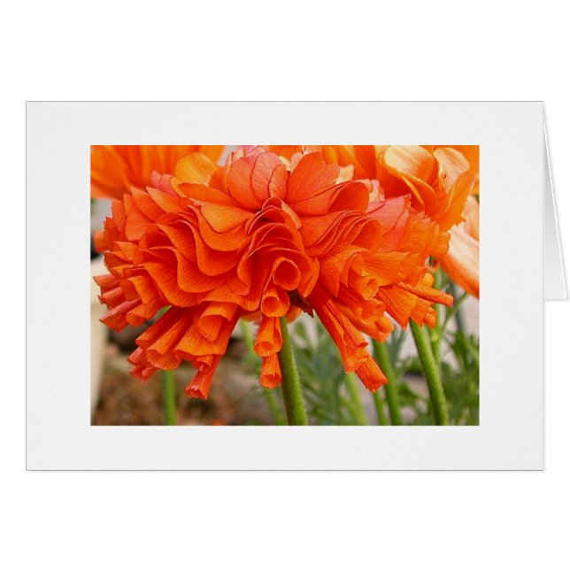 Cartão Ranúnculo Ruffled (Frente Horizontal)