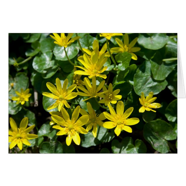 Cartão Ranunculus ficaria (Frente Horizontal)