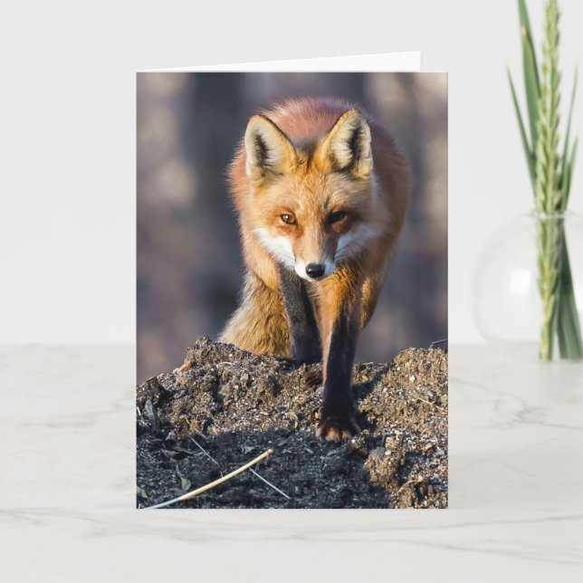 Cartão Raposa furtiva (Frente)