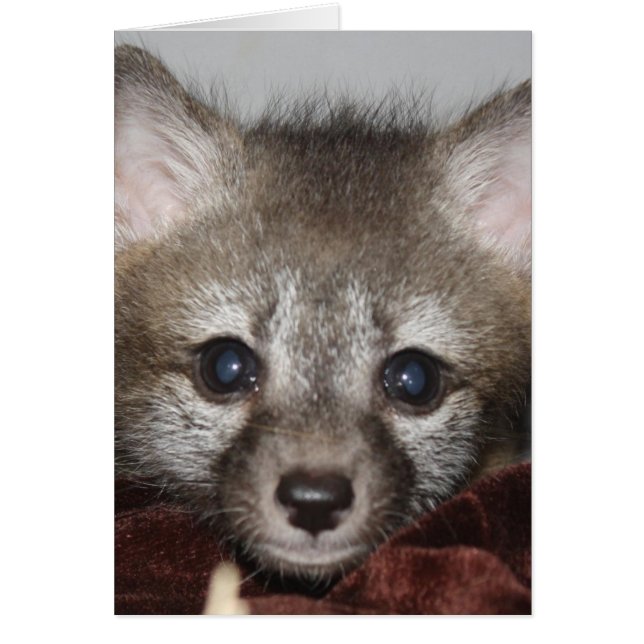 Cartão Raposa Pequena (Frente)