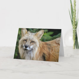 Cartão Raposa selvagem
