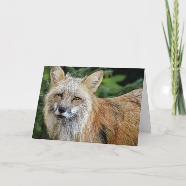 Cartão Raposa selvagem (Frente)