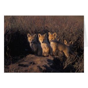 Cartão raposa-vermelha, Vulpes vulpes, filhotes