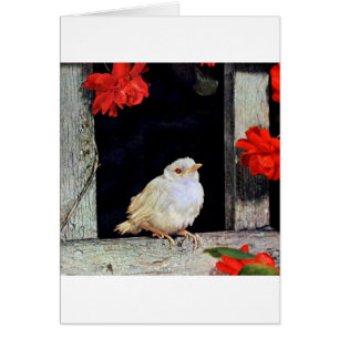 Cartão RARE albino robin