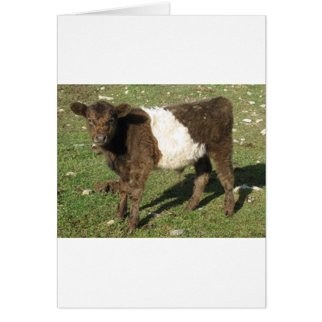 Cartão Rare Dun Beled Calf Galloway (Frente)