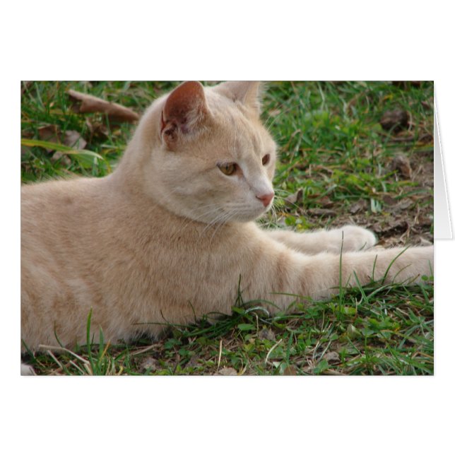 Cartão Rascal (Frente Horizontal)