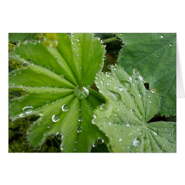 Cartão Rasgo da natureza (Frente Horizontal)