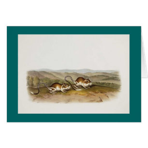 Cartão Rato de Audubon - de Pouched Jerboa