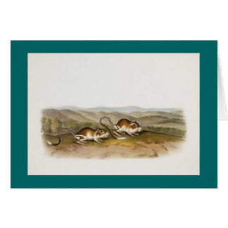 Cartão Rato de Audubon - de Pouched Jerboa