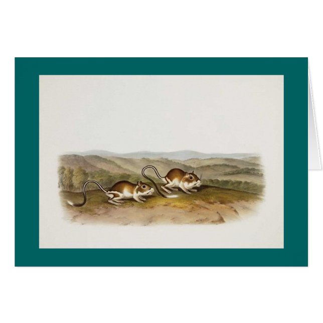 Cartão Rato de Audubon - de Pouched Jerboa (Frente Horizontal)