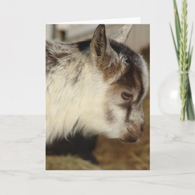 Cartão Rato o gato (Frente)