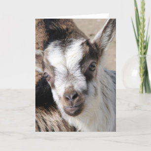 Cartão Rato, O Rapaz Alpino