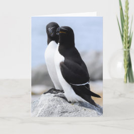 Cartão Razorbill Pair