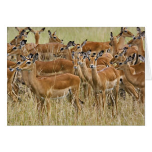 Cartão Rebanho de impalas fêmeas, Masai Mara, Quênia.