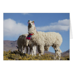 Cartão Rebanho de lamas decorados na Puna, cordilheira do