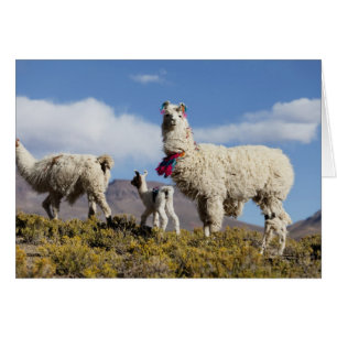 Cartão Rebanho de lamas decorados na Puna, cordilheira do