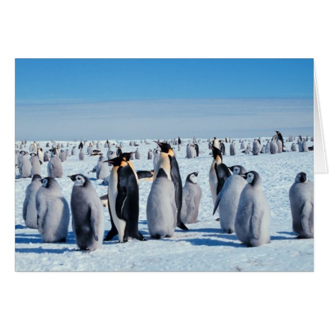 Cartão Recolha de pinguins (Frente Horizontal)